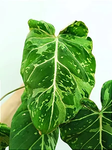 Philodendron Gloriosum Variegata - P14