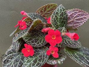 PLANTA TAPETE DE RAINHA (Episcia cupreata)