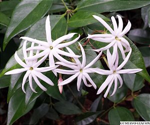 JASMIM ESTRELA (Jasminum nitidum) - Muda com até 80 cm