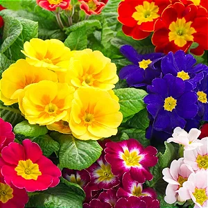 PRÍMULA COLORIDA (Primula obconica) - P11