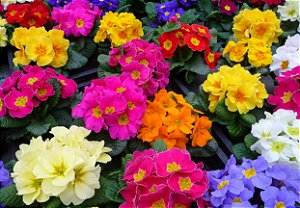 POLIANTA (Primula x polyantha) - P11