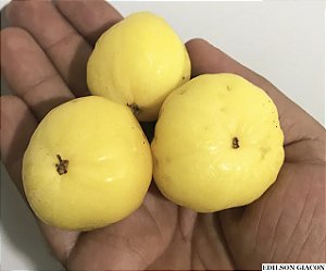CAGAITA (Eugenia dysenterica) - Muda com até 1 metro