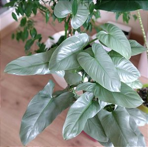 FILODENDRO PRATEADO (Philodendron hastatum 'Silver Sword') - P15