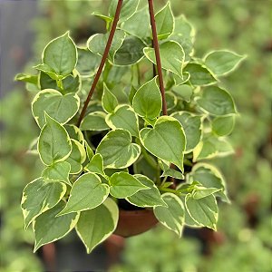 PEPERÔMIA PENDENTE (Peperomia scandens) - C13