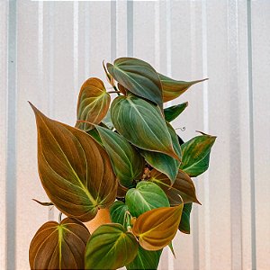 FILODENDRO VELUDO (Philodendron Micans) - C13