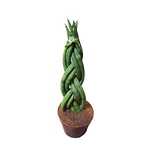 LANÇA TRANÇADA (Dracaena angolensis) - P12