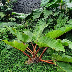 Philodendron melinonii - P20