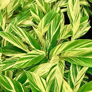 Alpinia zerumbet variegata - Muda com até 1,20m
