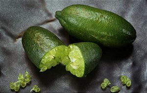 LIMÃO CAVIAR (Citrus australasica)  - Muda enxertada com até 1,20m
