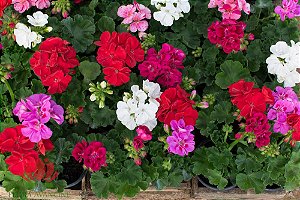 GERÂNIO (Pelargonium x hortorum)