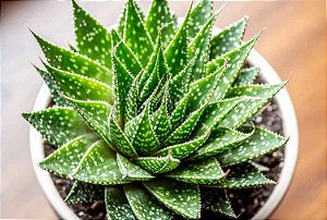 Aloe aristata - P07