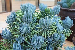 SENÉCIO AZUL (Curio repens) - P07