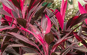 DRACENA VERMELHA (Cordyline fruticosa) - Muda com até 1 metro