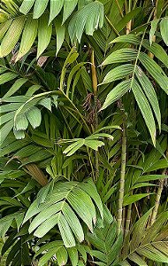 PALMEIRA PINANGA CORONATA - Até 1 metro