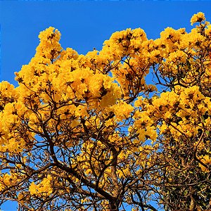 IPÊ AMARELO DO CERRADO (Handroanthus ochraceus) - Muda com até 1 metro