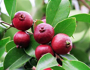 ARAÇÁ VERMELHO ou ROSA (Psidium cattleianum) - Muda com até 80 cm