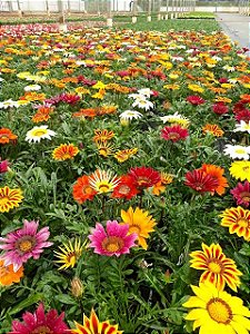 GAZÂNIA (Gazania rigens)