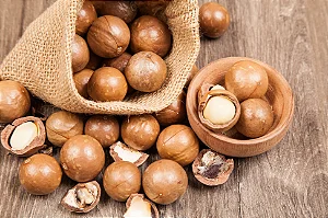 CASTANHA MACADÂMIA (Macadamia integrifolia) - Muda com até 1,20m