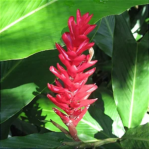 Alpinia Purpurata - Muda com até 1 metro