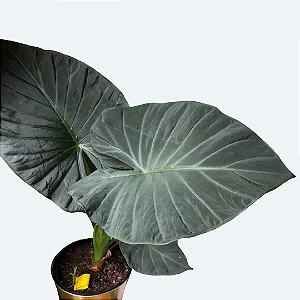 Alocasia 'Regal Shields' - P20