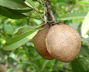 SAPOTI (Manilkara zapota) - Muda com até 1 metro