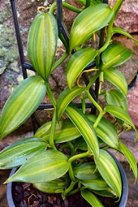 BAUNILHA VARIEGATA (Vanilla sp variegata) - P11 muda com até 20 cm