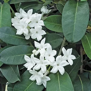 JASMIM DE MADAGASCAR (Stephanotis floribunda) - Muda com até 1 metro