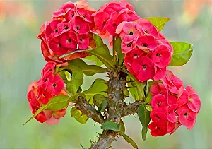COROA DE CRISTO (Euphorbia milii) - Muda com até 20 cm