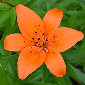 LÍRIO LARANJA DE JARDIM (Hemerocalys Flava)