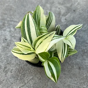 ERVA DA FORTUNA (Tradescantia fluminenses 'variegata') - P11