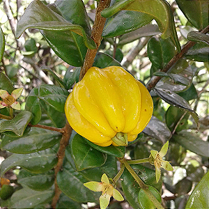 PITANGATUBA (Eugenia neonitida) - Muda com até 60 cm