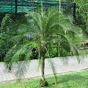PALMEIRA FÊNIX (Phoenix Roebelenii) - Muda com até 80 cm