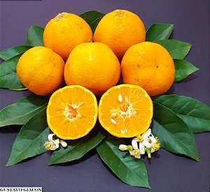 LIMÃO CRAVO ou ROSA (Citrus limonia) - Muda enxertada com 1 metro
