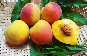PÊSSEGO AURORA (Prunus persica) - Muda enxertada com até 1 metro
