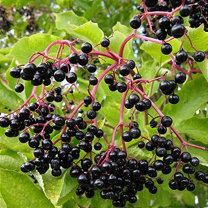 SABUGUEIRO (Sambucus nigra) - Muda com até 1 metro