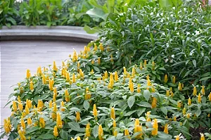 CAMARÃO AMARELO (Pachystachys lutea)