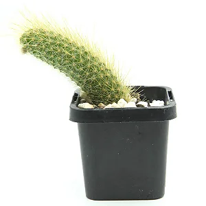 RABO DE MACACO (Cleistocactus Colademononis) - P06