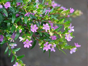 ÉRICA ROSA ou ROXA (Cuphea hyssopifolia)