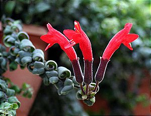 COLUMÉIA CRESPA ou DOBRADA (Aeschynanthus rasta) - C21