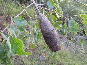 JEQUITIBÁ AÇÚ (Cariniana ianeirensis) - Muda com até 1,20m