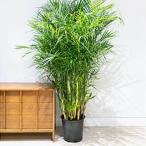 CAMEDÓREA BAMBU (Chamaedorea seifrizii) - Muda com até 1 metro