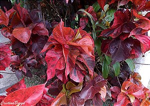 ACÁLIFA VERMELHA (Acalypha wilkesiana “Copperhead”) - Muda com até 1 metro