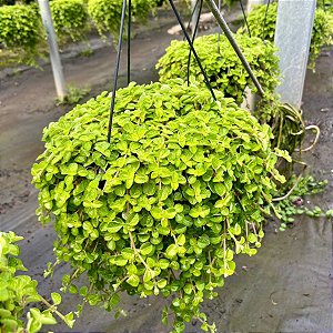 DINHEIRO EM PENCA (Pilea nummulariifolia) - C21