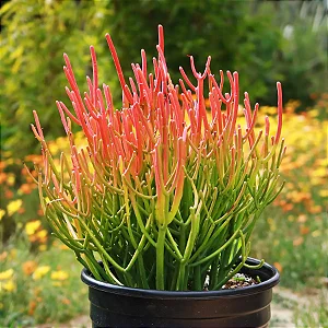 AVELÓS ou PALITO DE FOGO (Euphorbia tirucalli) - Muda com até 60 cm