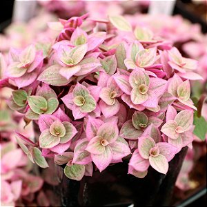 TOSTÃO ROSA (Callisia repens 'Pink Lady') - P11