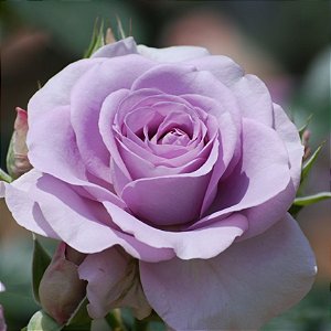ROSA LILÁS (Rosa grandiflora)