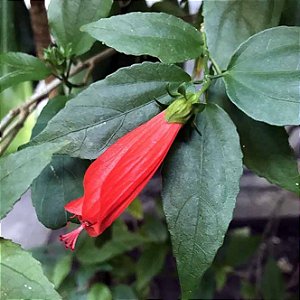 MALVAVISCO ou HIBISCO COLIBRI (Malvaviscus arboreus) - Muda com até 1 metro