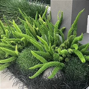 ASPARGO PLUMA (Asparagus densiflorus) - P15