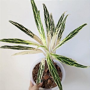Aglaonema Bamboo - P12