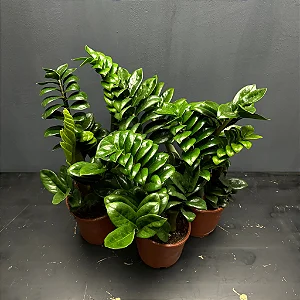 ZAMIOCULCA ZENZI (Zamioculcas zamiifolia 'Zenzi') - P14
